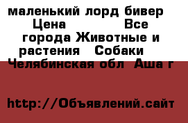 маленький лорд бивер › Цена ­ 10 000 - Все города Животные и растения » Собаки   . Челябинская обл.,Аша г.